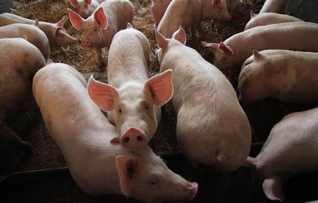 Le bien-être et la protection des porcs  Ministère de l'Agriculture et de  la Souveraineté alimentaire